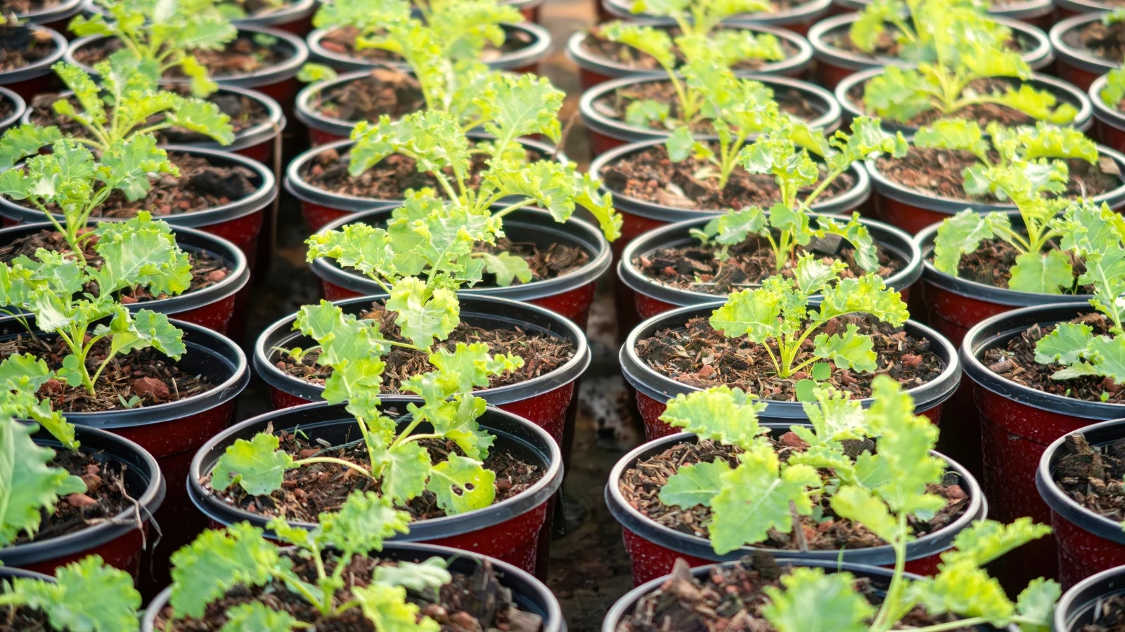 rows of potted leaf crop seedlings with vibrant green, curly leaves emerging from the soil, in a garden nursery.