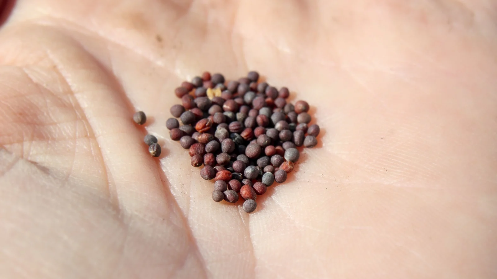 a close-up and overhead shot of a person's hand holding a small pile of dark-brown seeds of a leafy crop