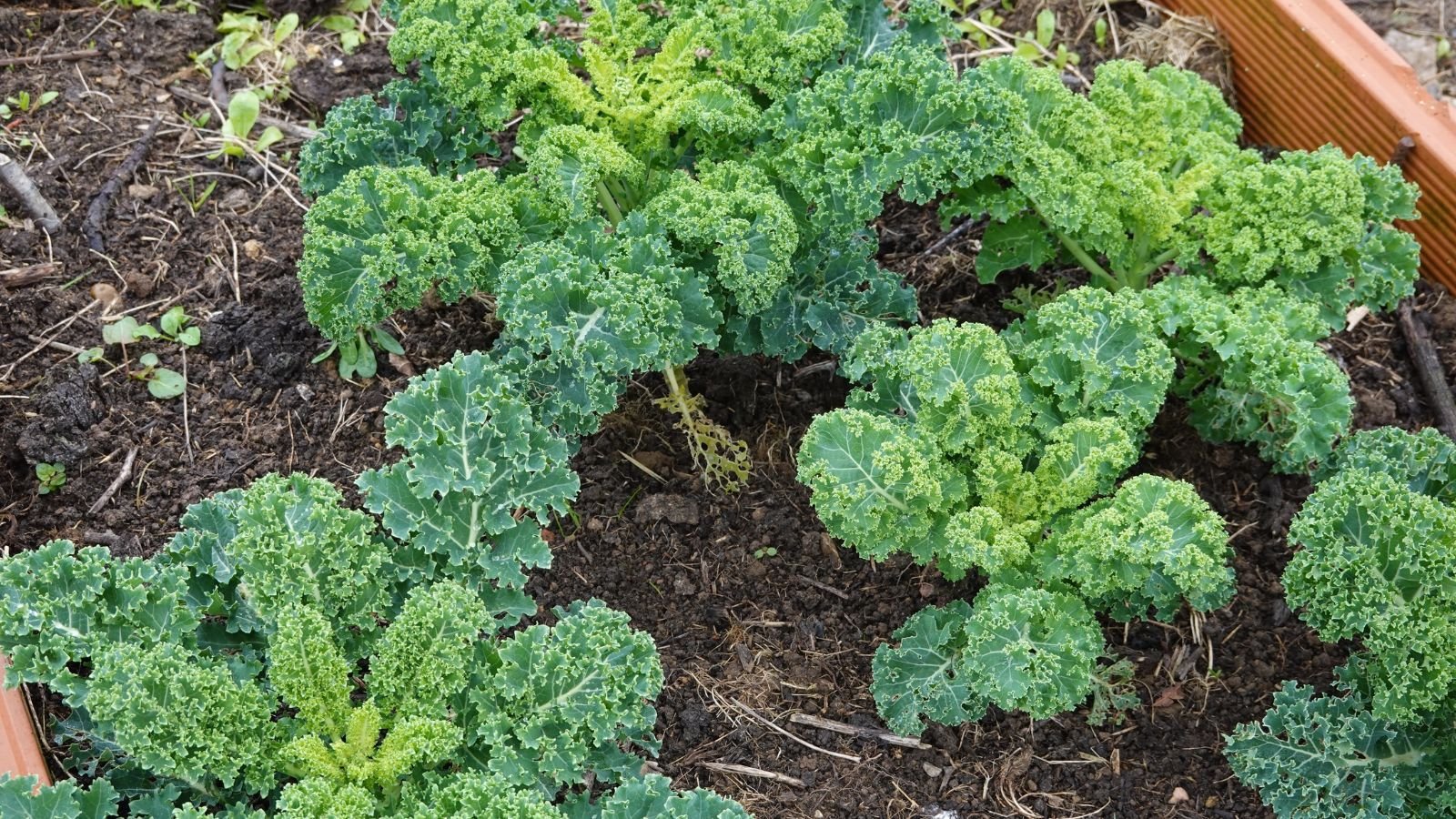 a close-up and overhead shot of a small composition of developing leafy crops, all placed on rich soil in a raised bed outdoors