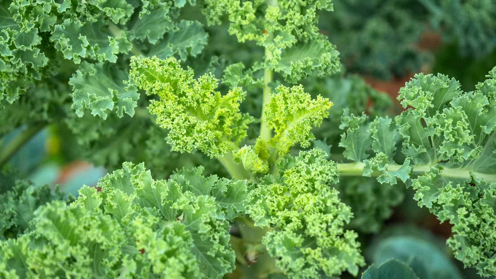 tightly ruffled green leaves with crinkled edges form a dense rosette in a top-down close-up view.