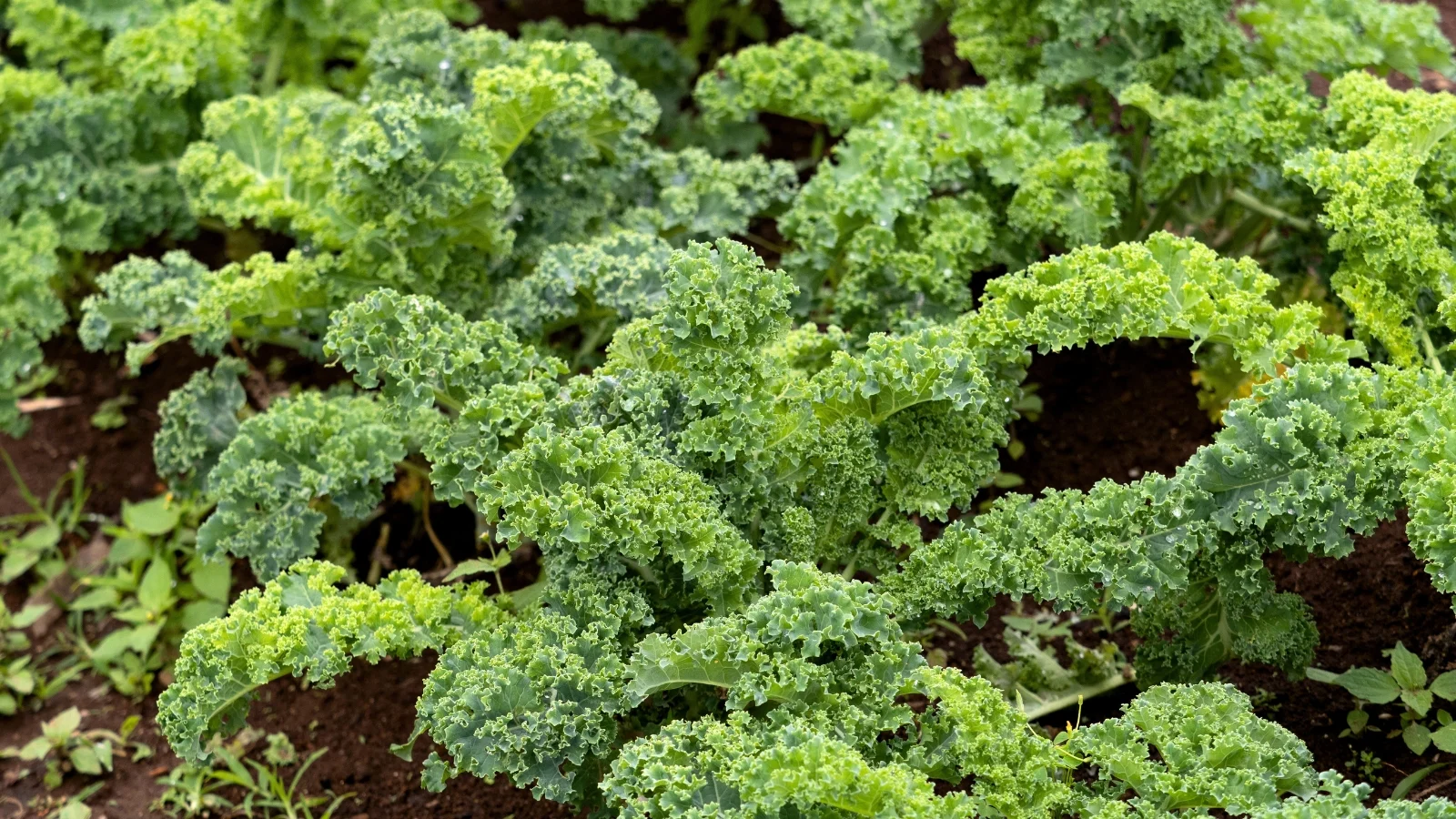 deeply ruffled, blue-green leaves grow in tight rosettes on thick, fibrous stems rising from the soil.