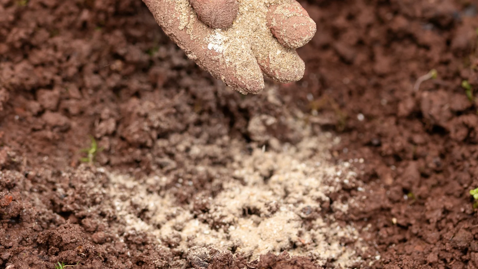 close up of a gardener's hand in a pink glove pouring sandy, fine textured bone meal fertiliser onto loose brown soil.