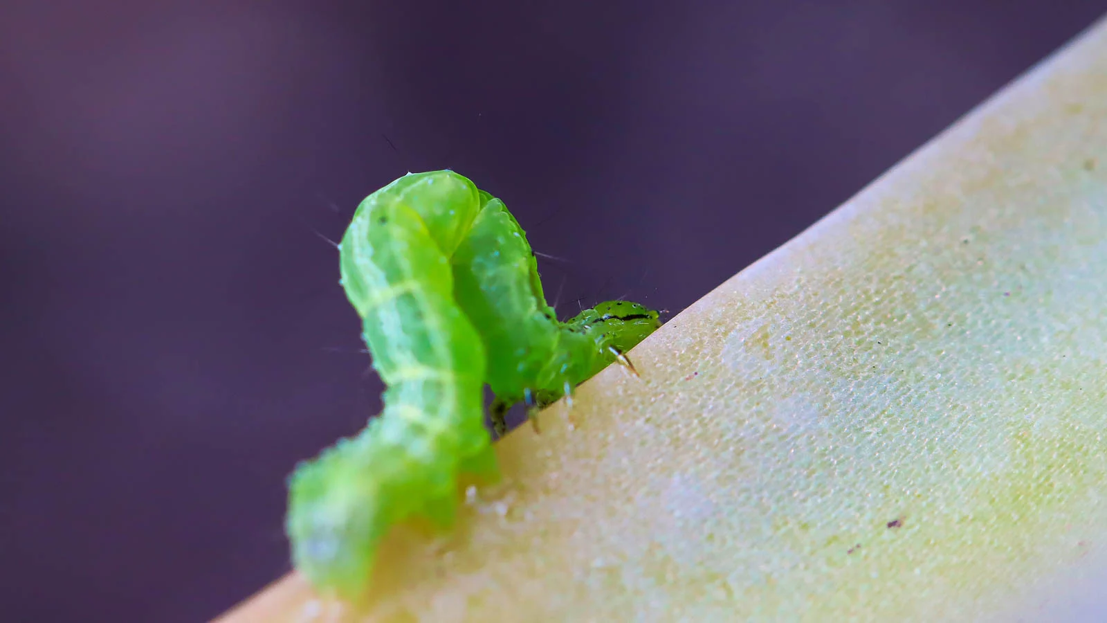 a bright orange cabbage looper crawling on top of a stem of a leafy crop, all placed in a well lit area outdoors