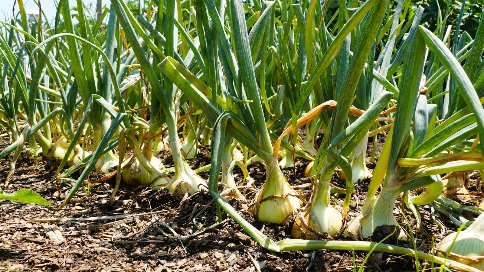 golden-skinned bulbs push up from the soil, topped with long, arching green leaves in a sunny garden.