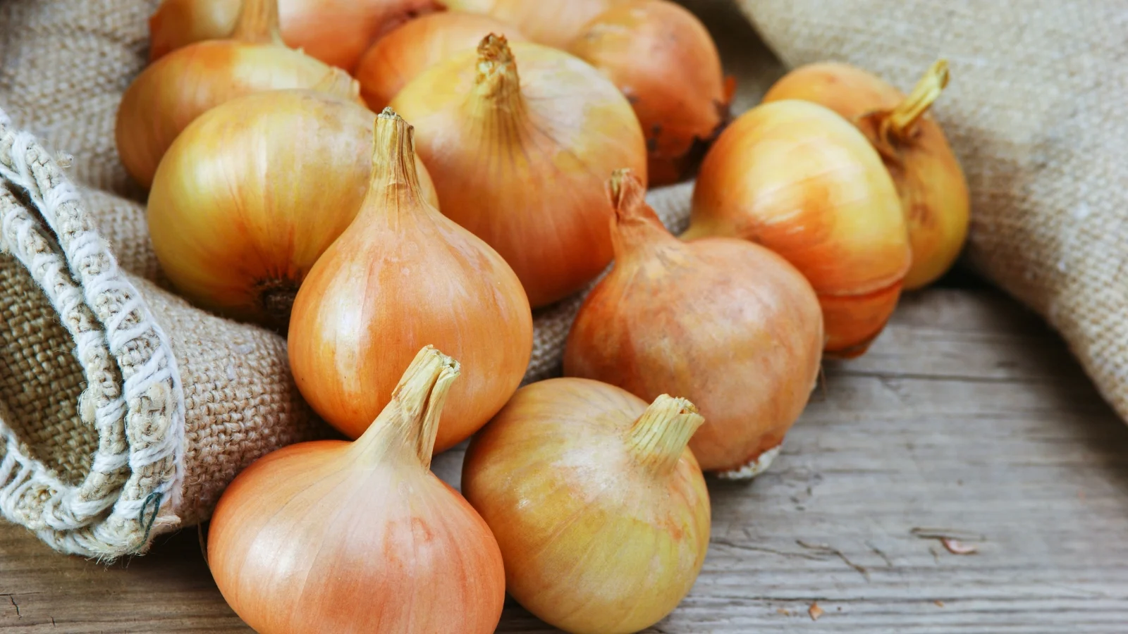 pale yellow allium cepa bulbs with flattened tops, papery outer skins, and dry brown roots.