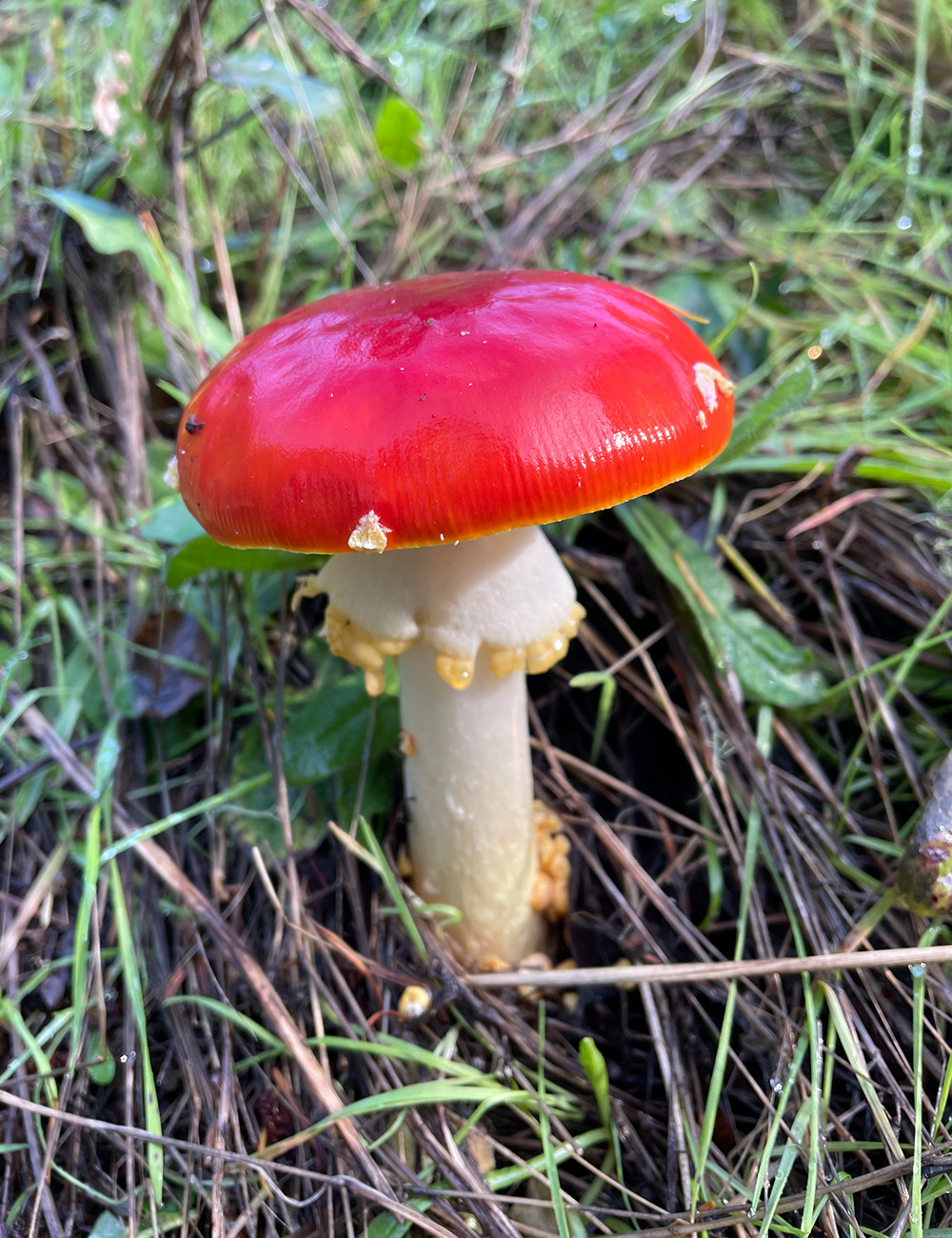 bright red mushroom