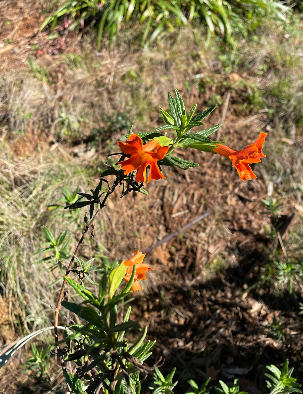 bright orange flower