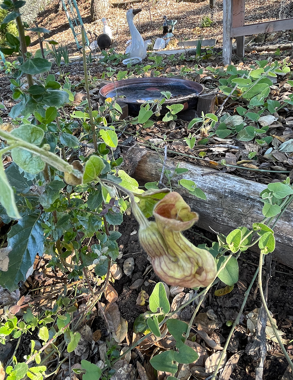 striped pipevine flower