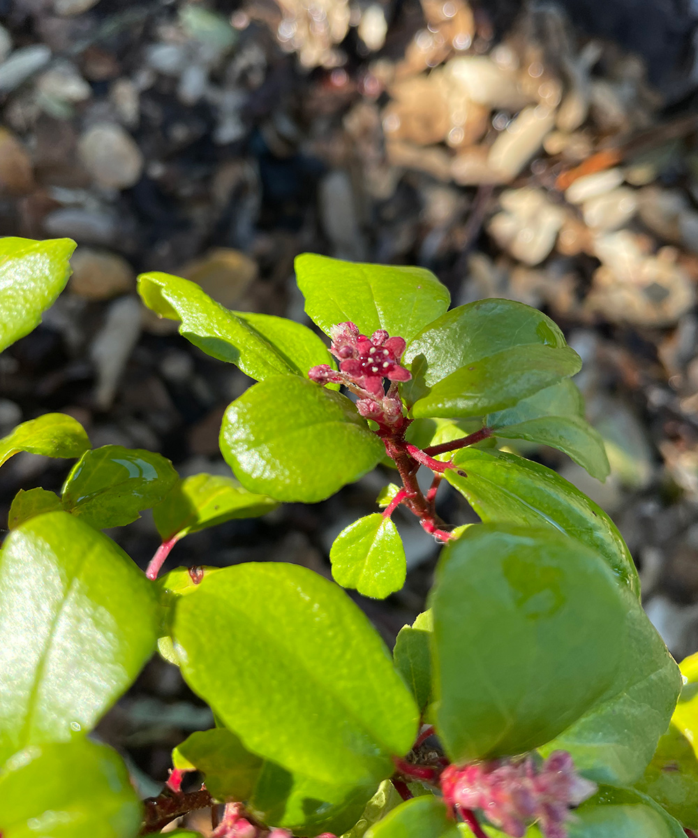 evergreen currant plant