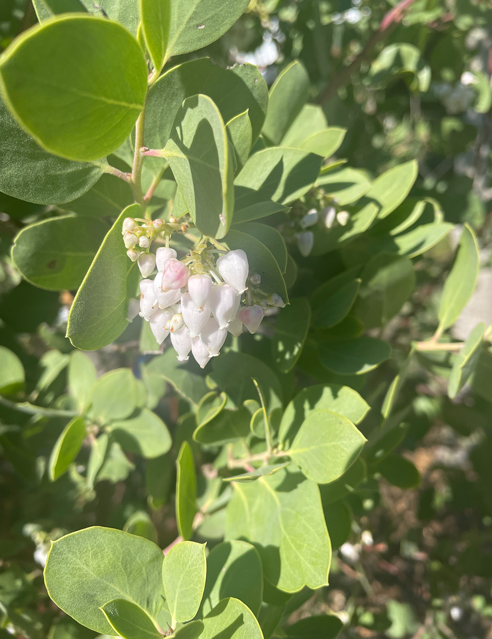 close up of small white flowers