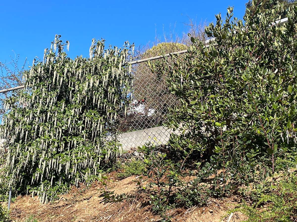 large shrubs in front of fence
