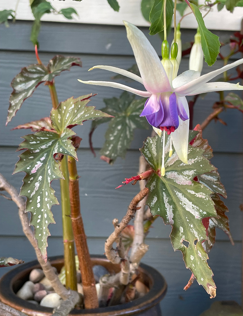 purple and white fuchsia flower in front of begonia foliage