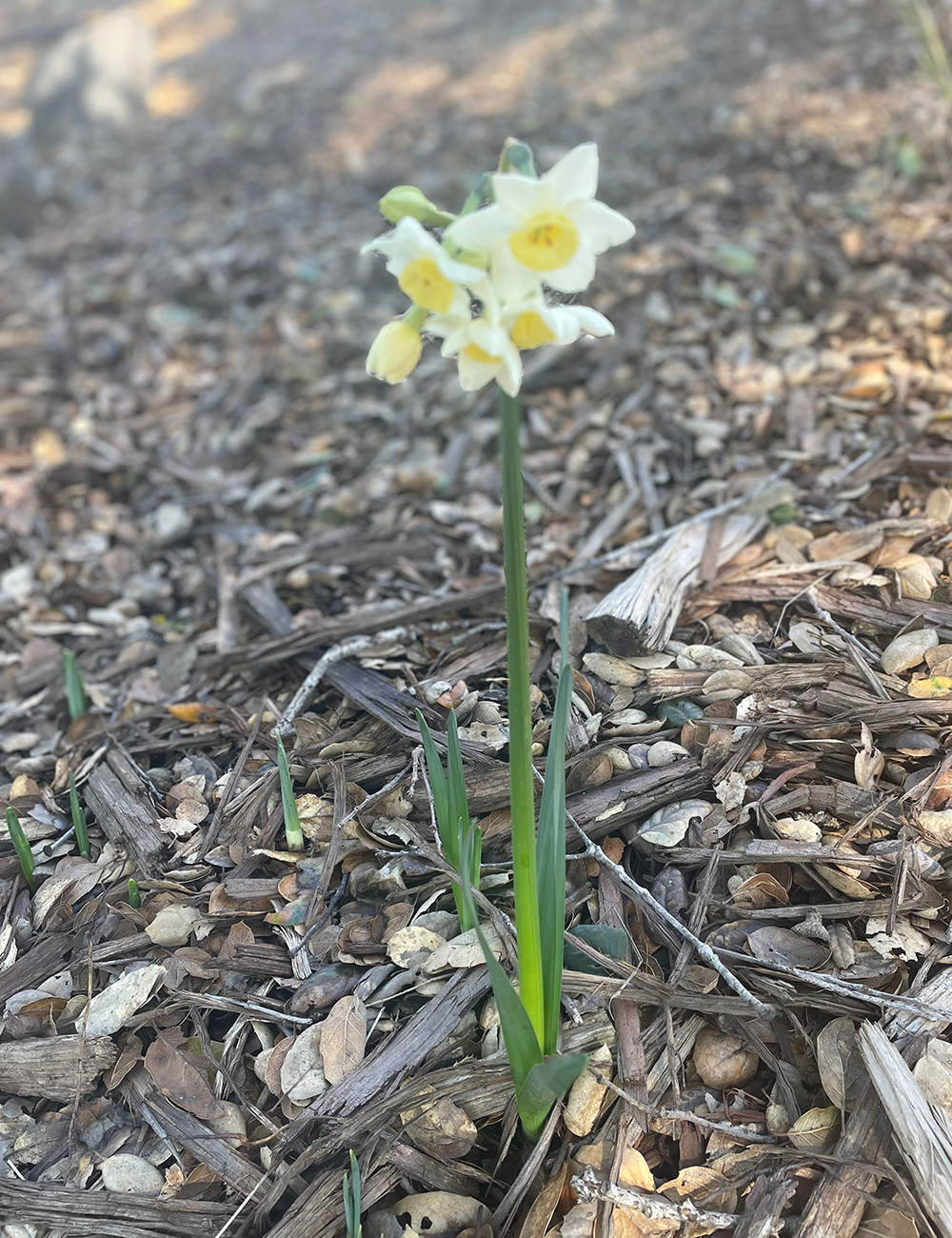 daffodils with small flowers