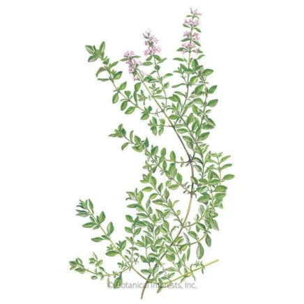 english thyme seeds