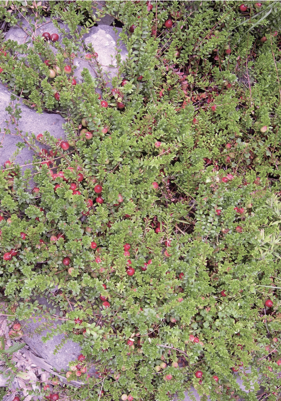 growing cold-hardy cranberries