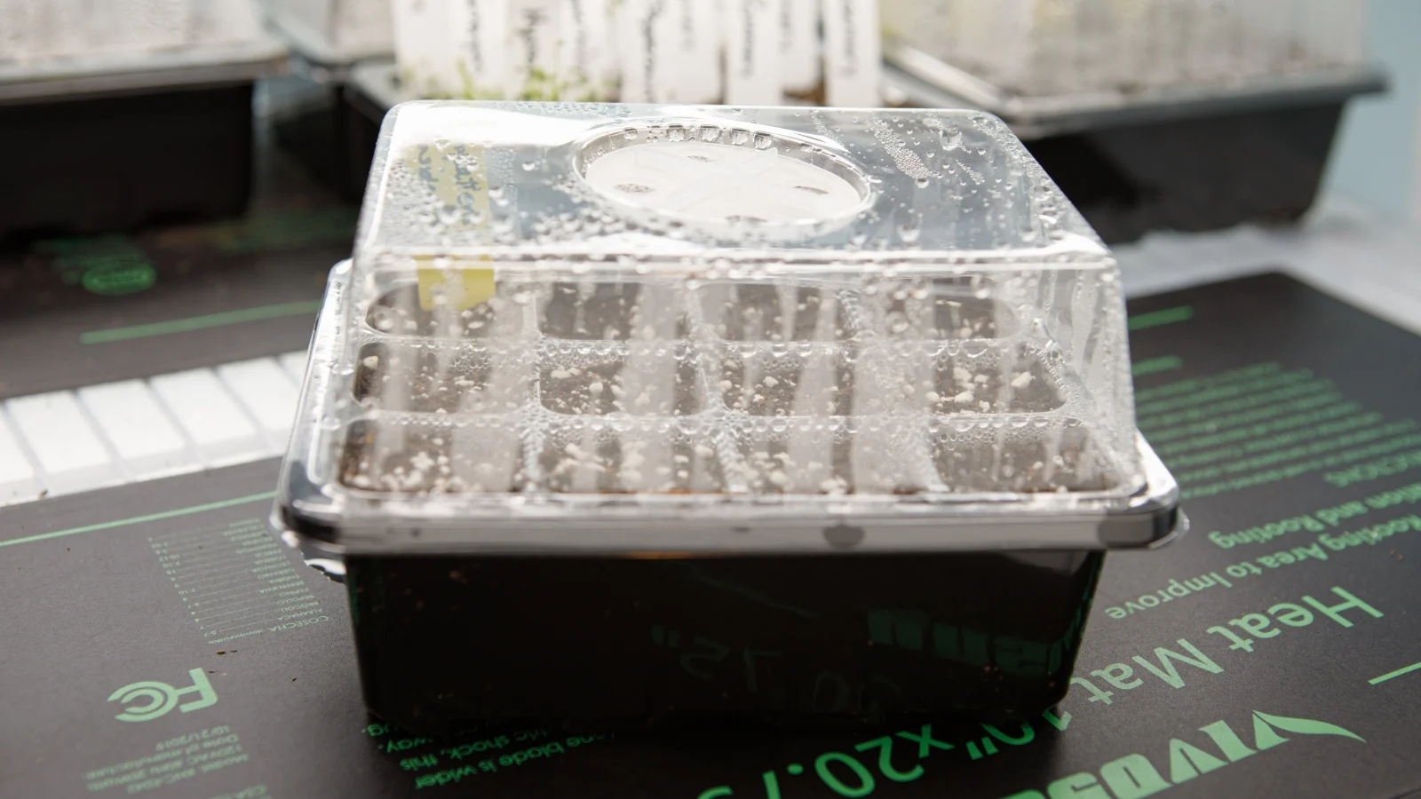 clear plastic-covered tray with condensation, placed on a heat mat for germination