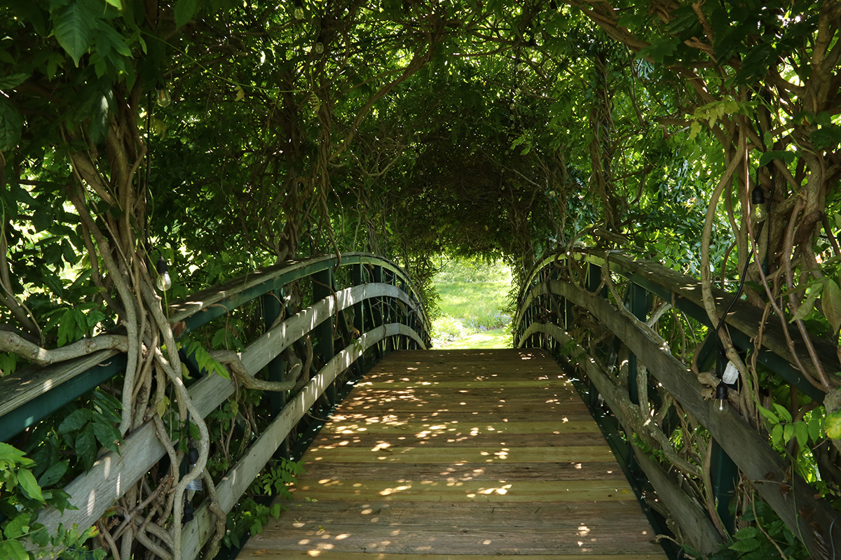 another view of vine-covered foot bridge