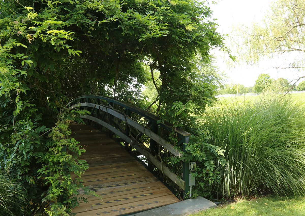 foot bridge covered in vining plants