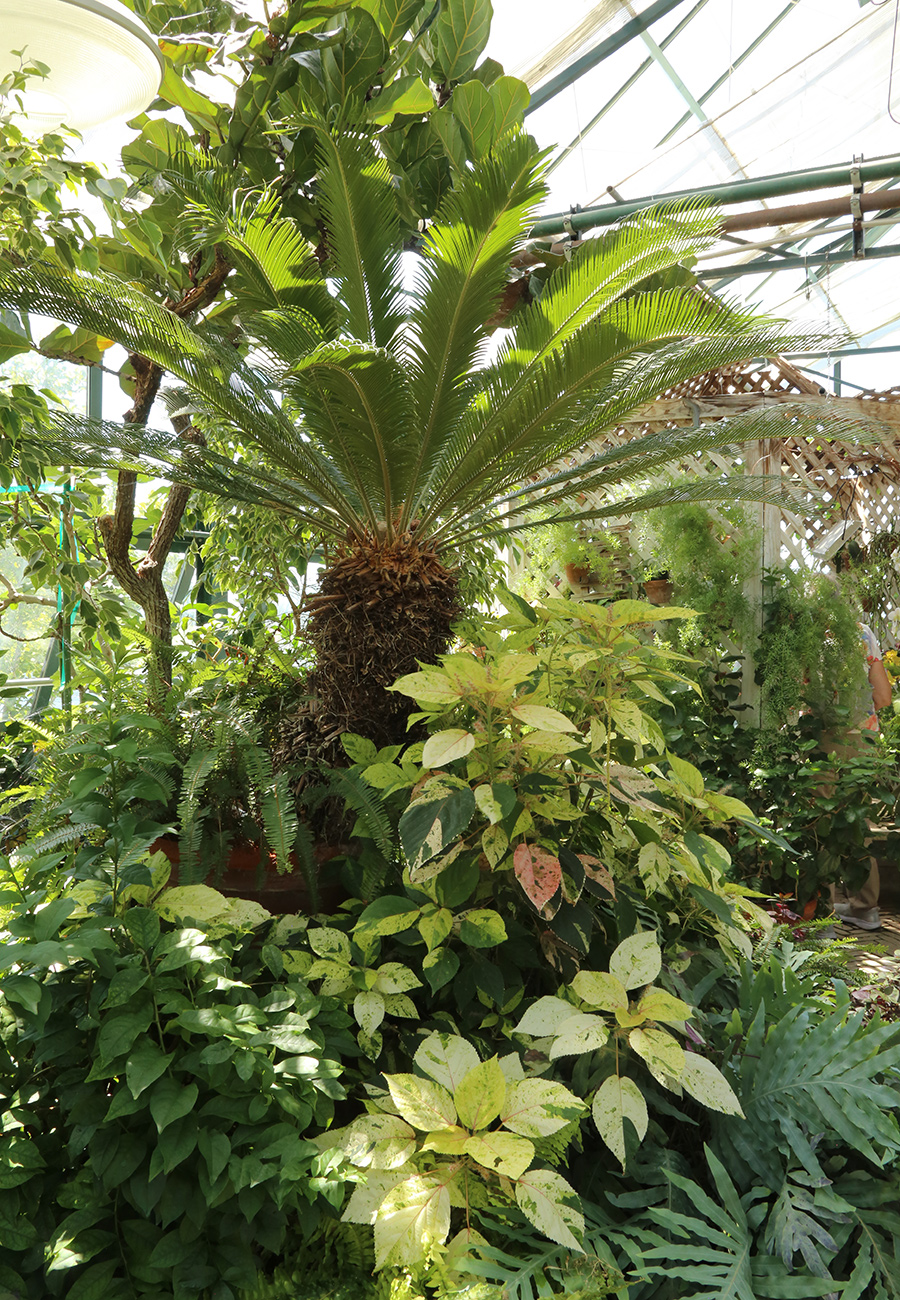 tropical plants inside greenhouse