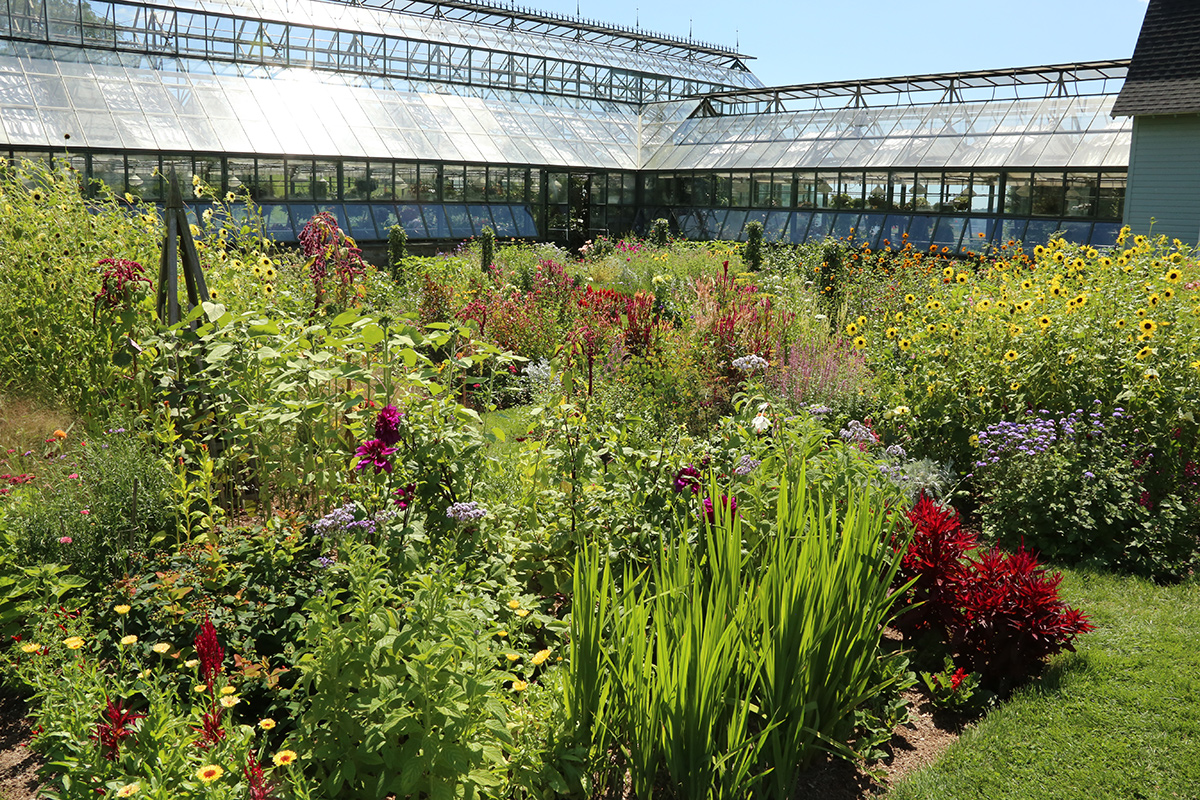 annual plants outside of greenhouse