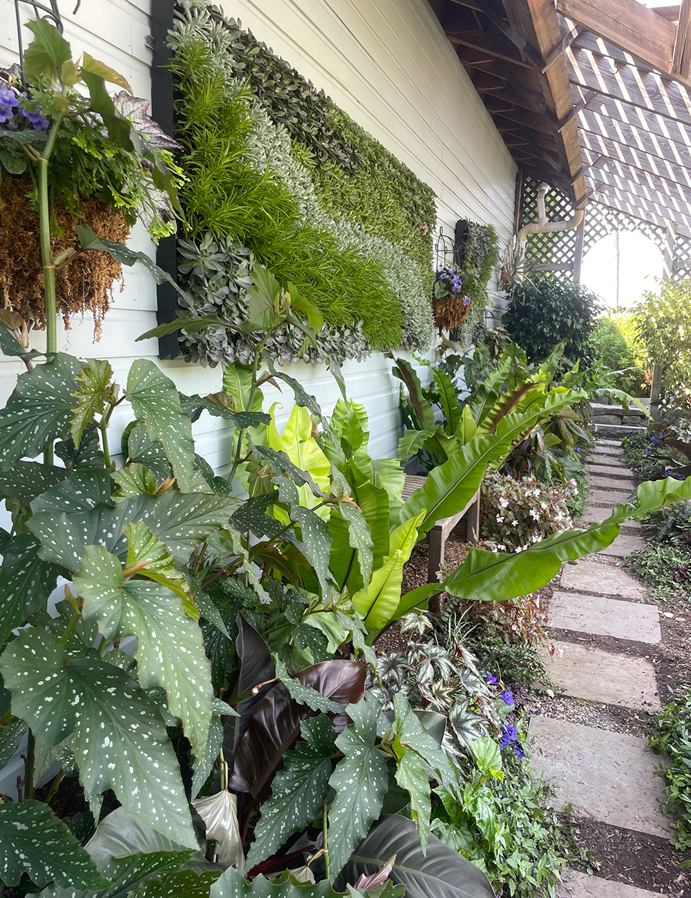 garden beds full of tender and tropical plants