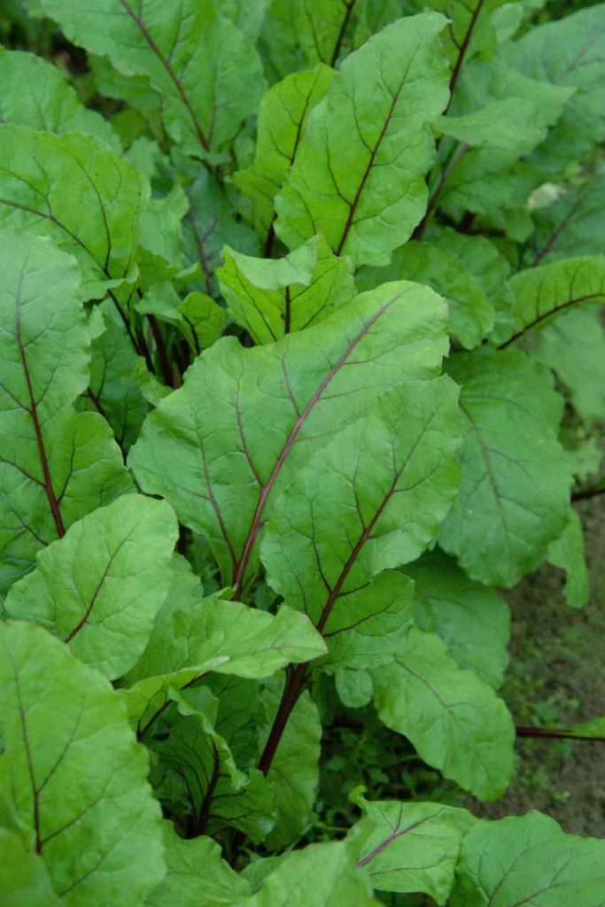 22 vegetables to grow in shade 47 beet greens