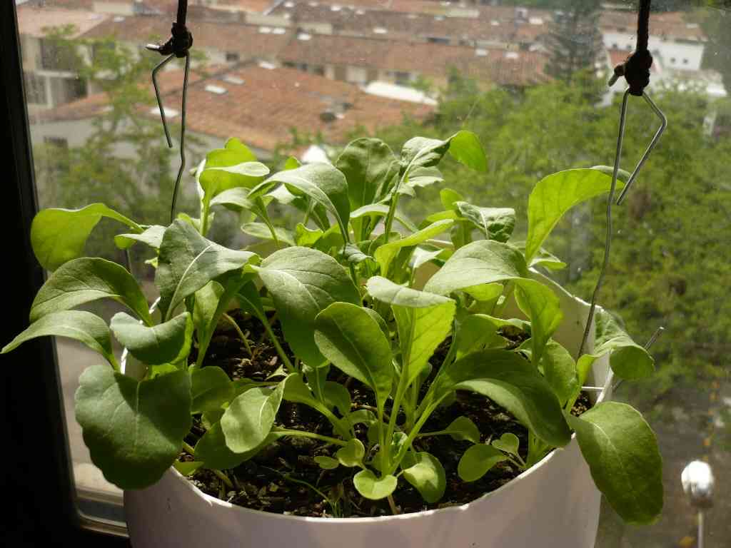22 vegetables to grow in shade 55 growing arugula in pots