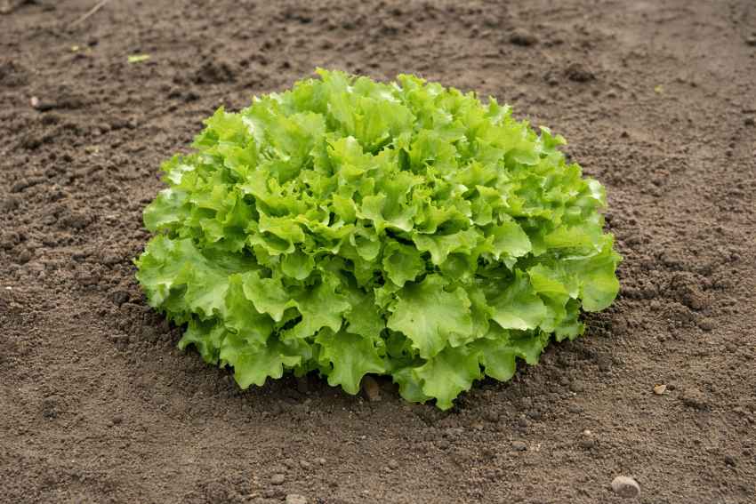 22 vegetables to grow in shade 61 22 vegetables to grow in shade