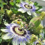 The Best Natural Sleep Aid: How to Use Herbs for Sleep The Best Natural Sleep Aid: How to Use Herbs for Sleep