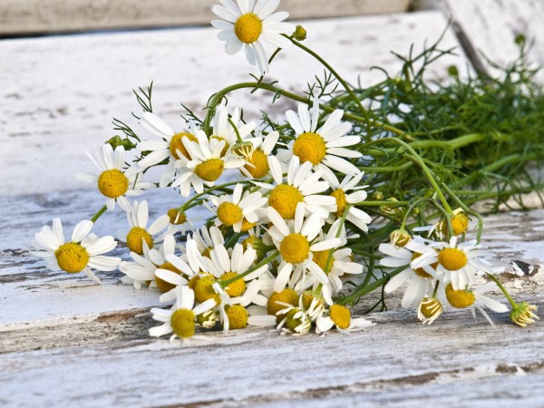 a bundle of freshly picked chamomile flowers lying on a wooden surface