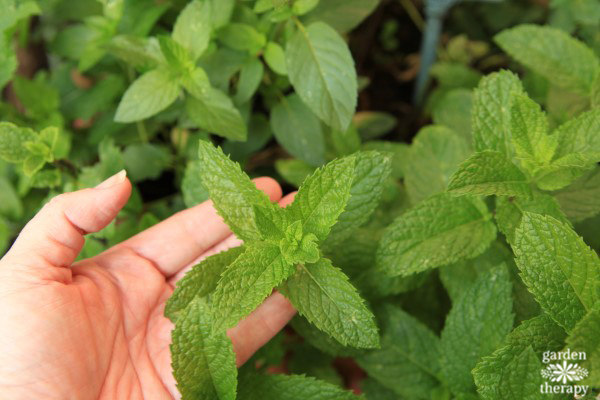 woman holding growing mint as a natural sleep aid