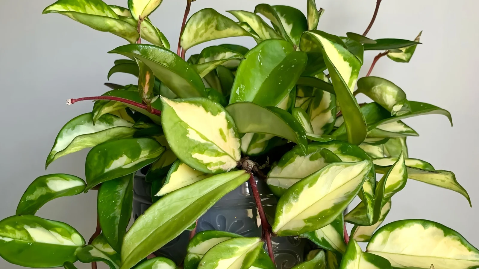 waxy, succulent-like leaves with pale centers and deep green rims grow along reddish trailing stems in a pot.