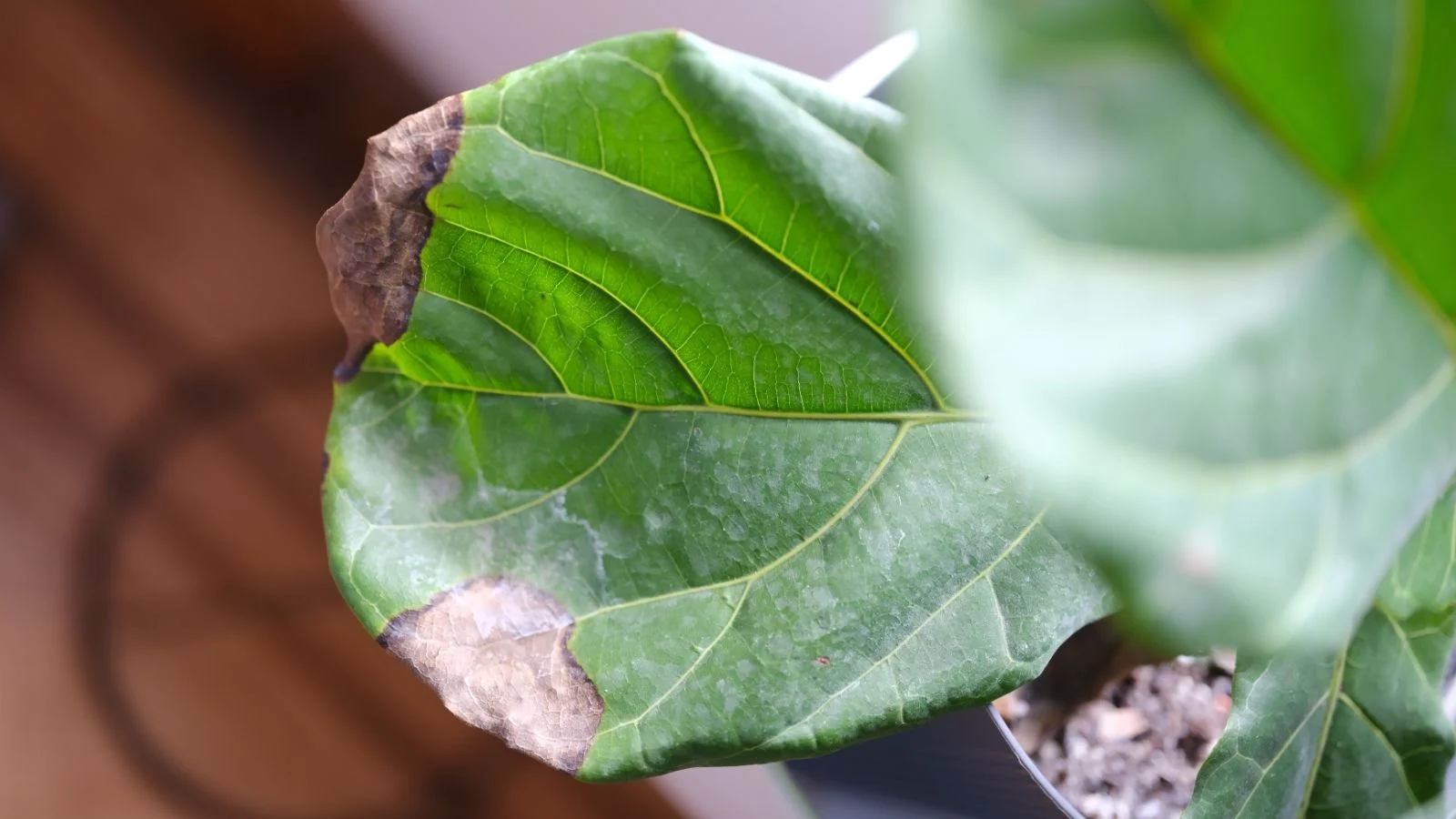 a close-up shot of a green foliage with browning and crispy edges, all caused by a lack of humidity