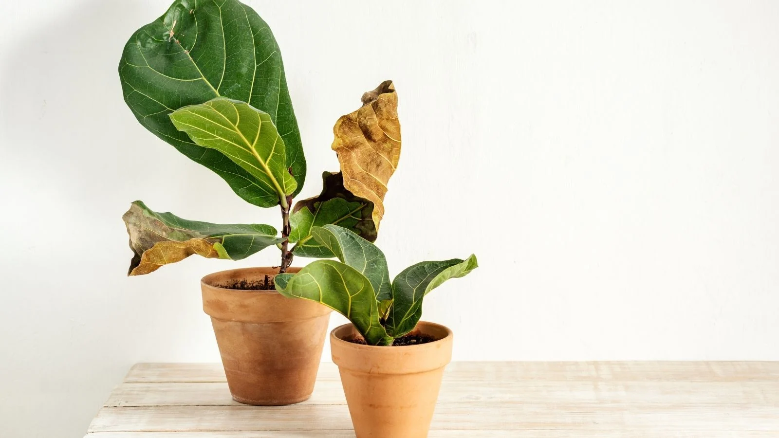 a close-up shot of several potted houseplants, featuring its green and browning, withering foliage, all situated in a well lit area indoors