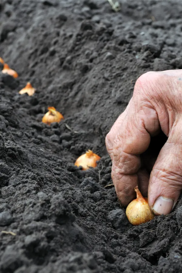 planting onions