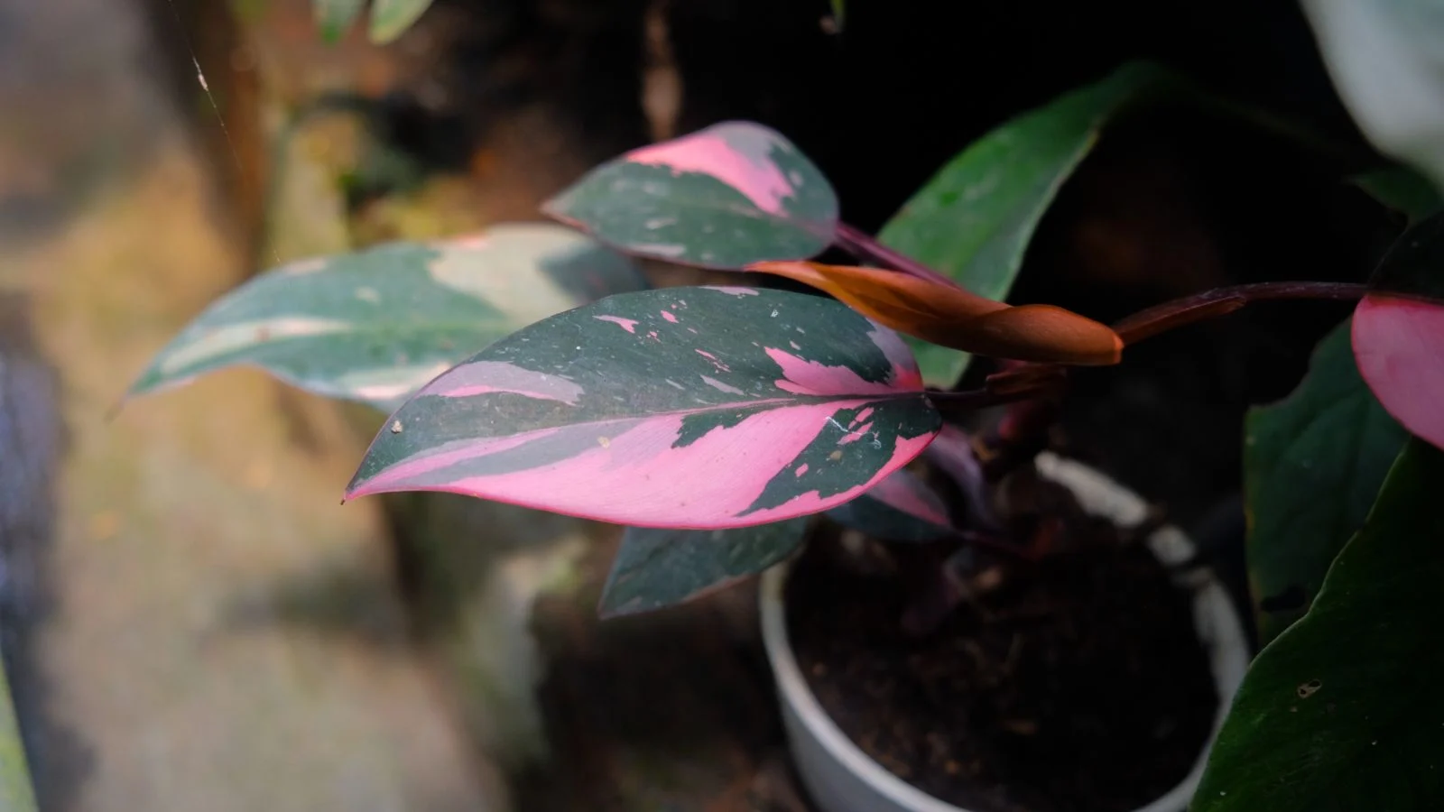 an overhead and close-up shot of a single leaf of a houseplant, showcasing its variegated colors, all situated in a well lit area