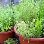 Grow Your Own Perennial Herb Container Garden Grow Your Own Perennial Herb Container Garden