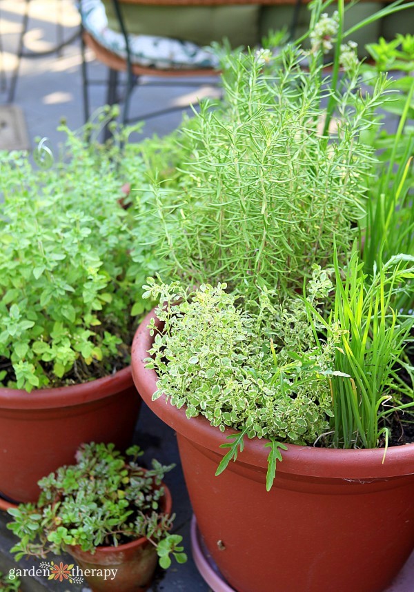 potted herb garden