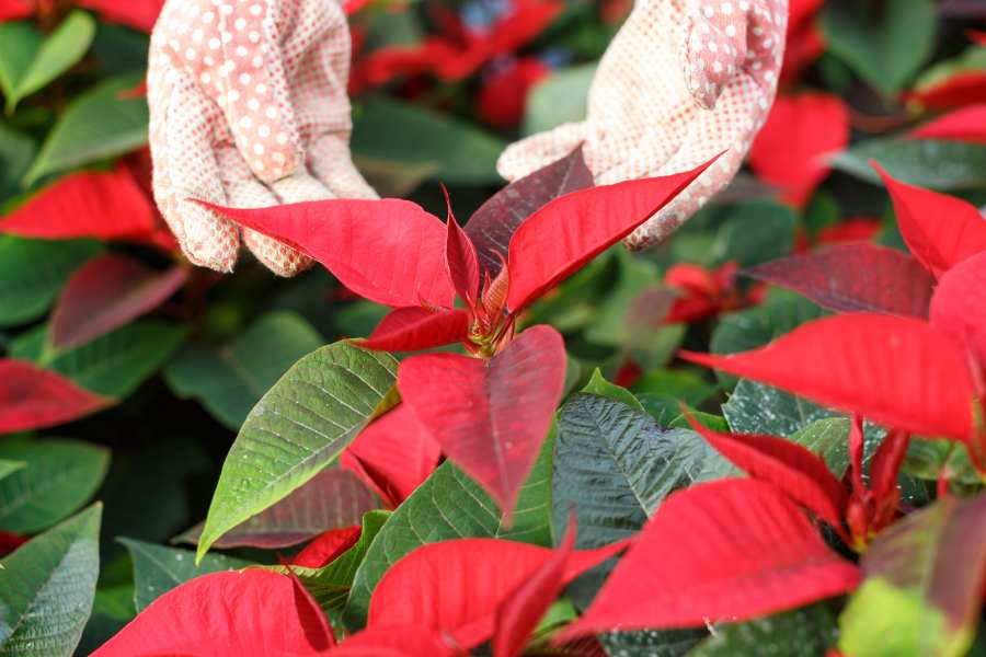 Tips to Ensure They’re the Star of Your Festive Decor • The Garden Glove
