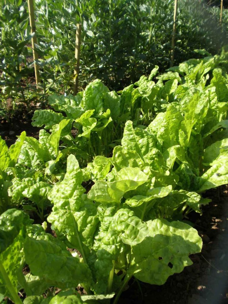 vegetables plant spring