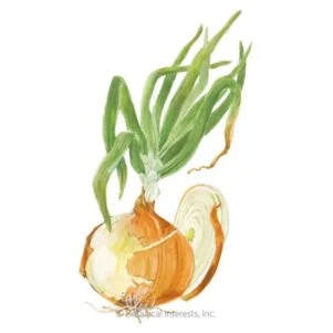 5 best sweet onions to grow this year 15 texas early grano bulb onion seeds