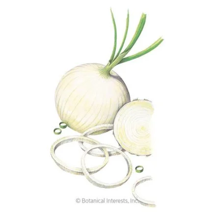 5 best sweet onions to grow this year 16 gladstone onion seeds