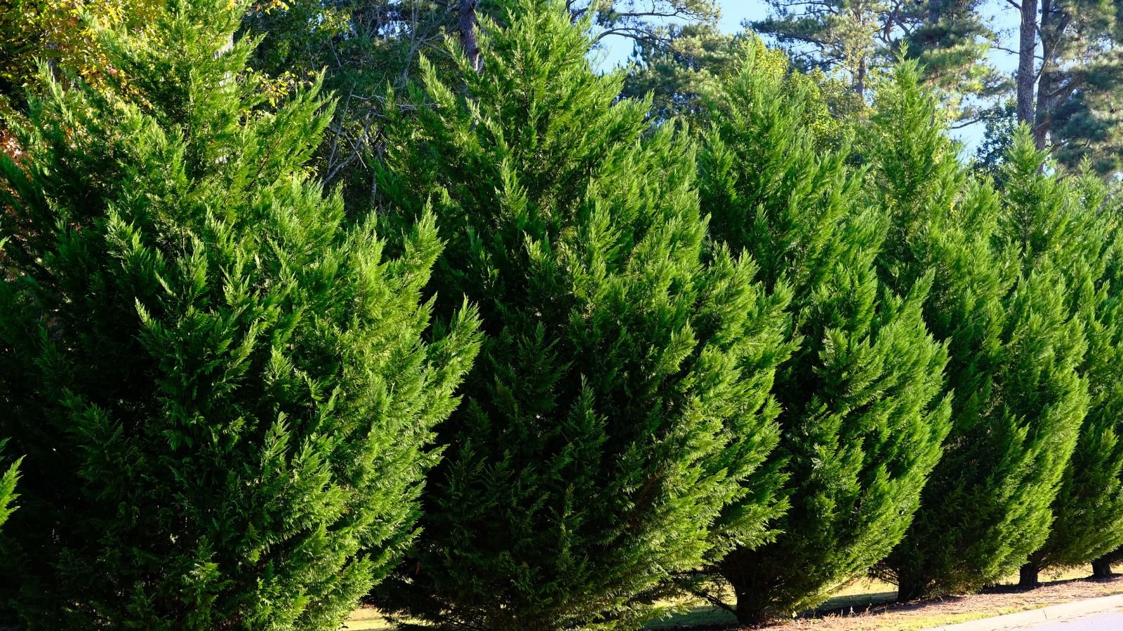 a close-up shot of a row of conical trees, showcasing their green leaves, all arranged in a row in a well lit area outdoors