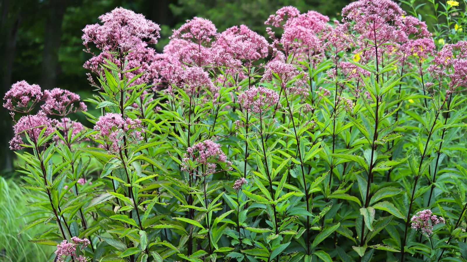 a shot of a large composition of flowering joe pye weed, featuring tall sturdy stems and slender green colored leaves, with clusters of pinkish-purple blooms on top, all situated in a well lit area outdoors