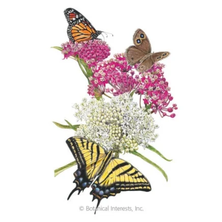 irresistible blend milkweedbutterfly flower seeds