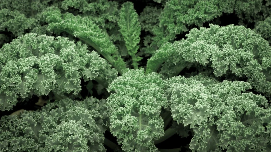 How to Plant, Grow, and Care for ‘Winterbor’ Kale