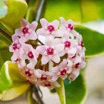 The Easy Way to Get Your Hoya to Bloom