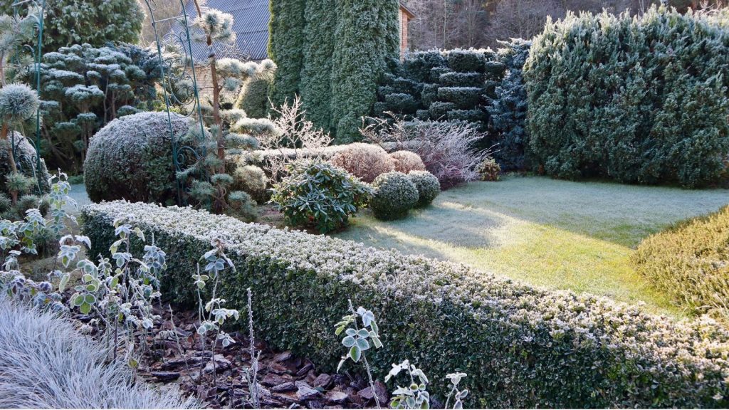 7 Hedge Plants That Look Gorgeous All Winter