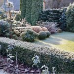 7 Hedge Plants That Look Gorgeous All Winter 7 Hedge Plants That Look Gorgeous All Winter