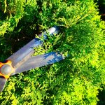 5 Plants to Prune this Month 5 Plants to Prune this Month